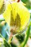  Bract, Bracteole, Pedicel and Flower